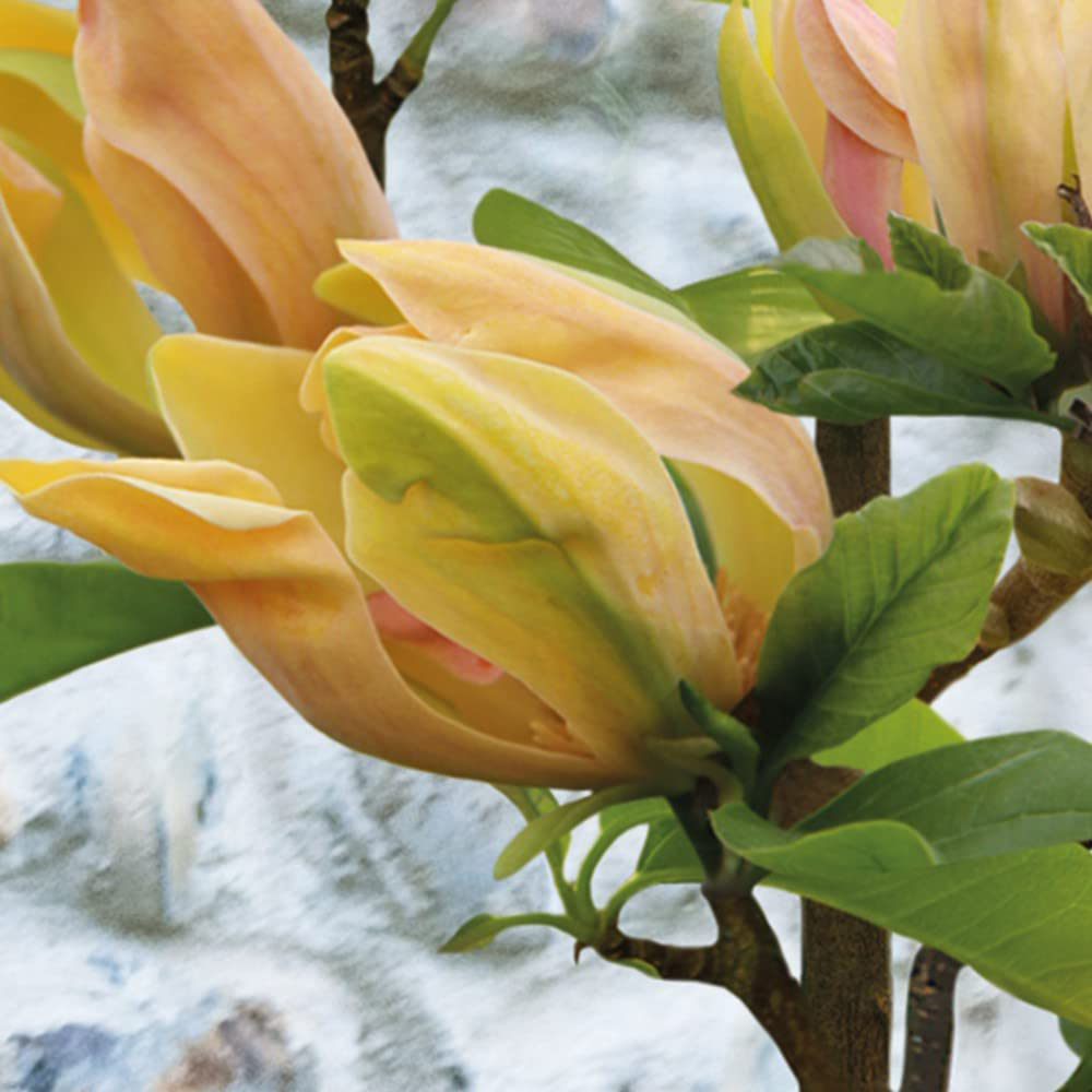Thompson and Morgan Standard Magnolia Sunspire Grafted Bare Root 3 Pack Image 5