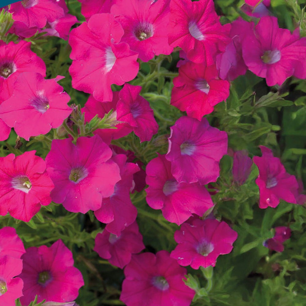 Pack of Petunia Pendolino Rose Eye F1 Flower Seeds Image 2