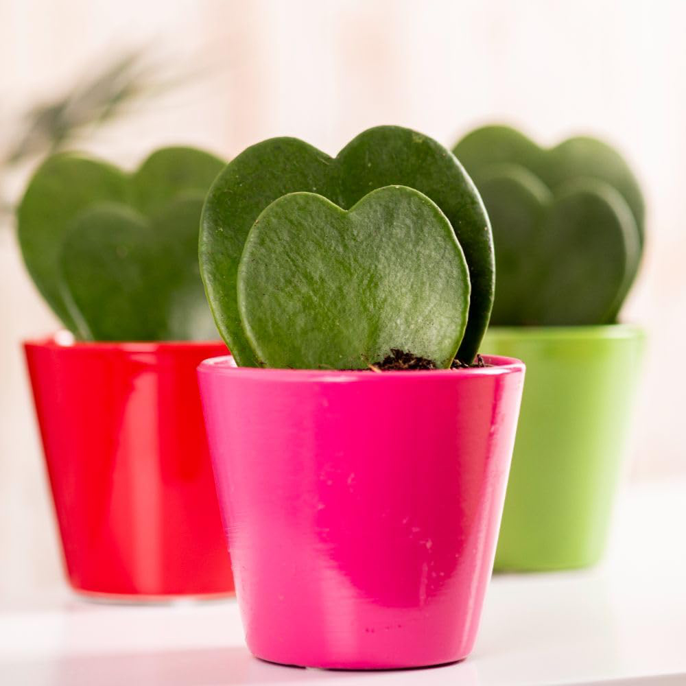 Thompson & Morgan Hoya Kerrii Double Leaf Plant Pot 9cm 3 Pack Image 1