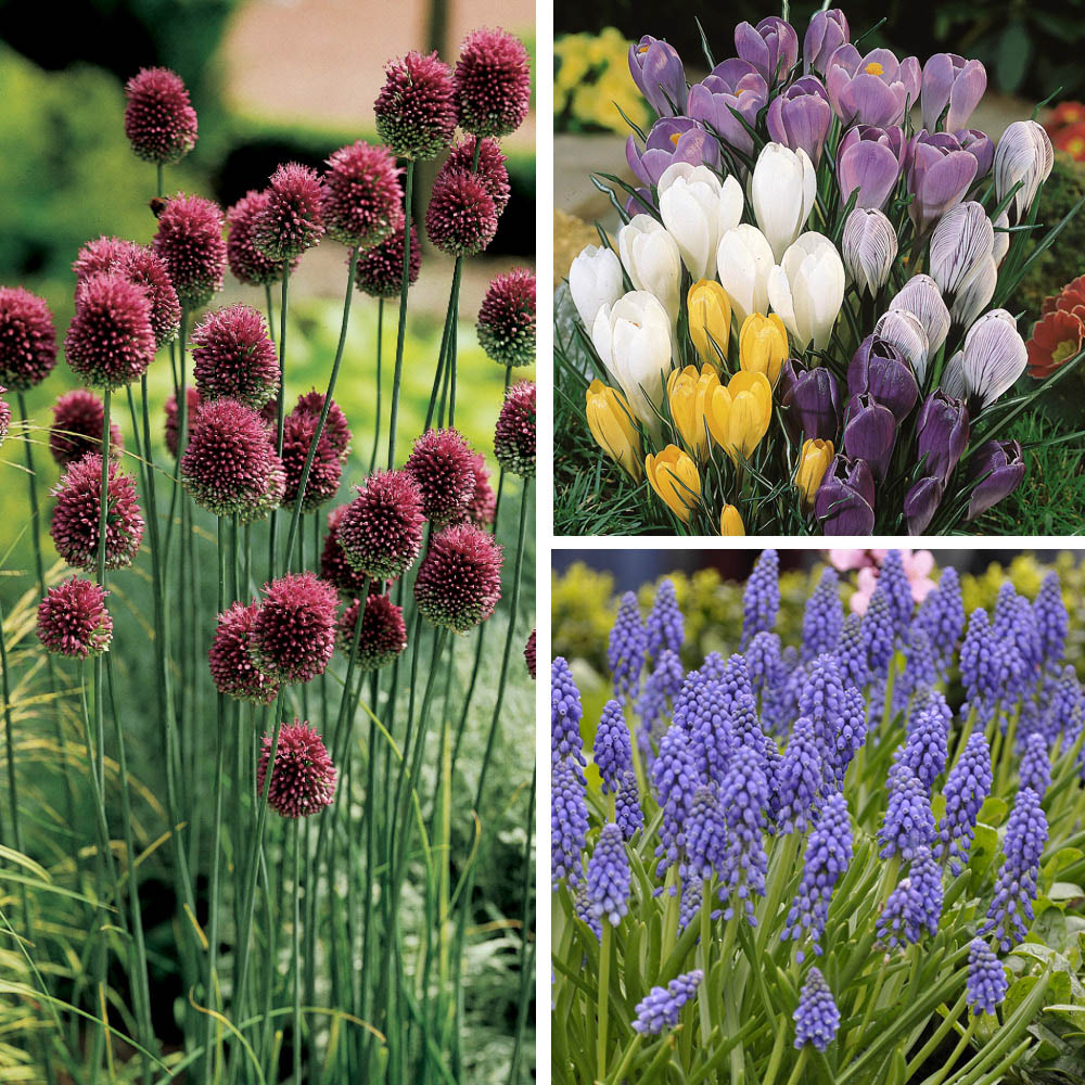 wilko The Spring Flowering Bulb Collection 300 Pack Image 3