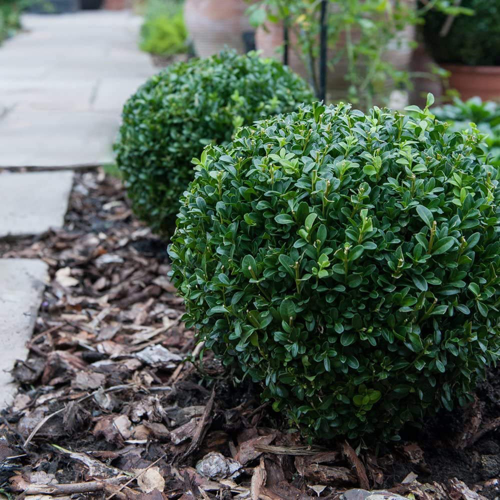Thompson and Morgan Buxus Sempervivum Ball Plant Pot 23cm with Biscotti Plant Pot Image 4