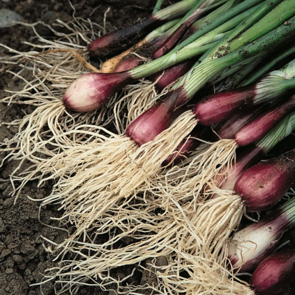 Thompson & Morgan Spring Onion Apache Seed Packet Image