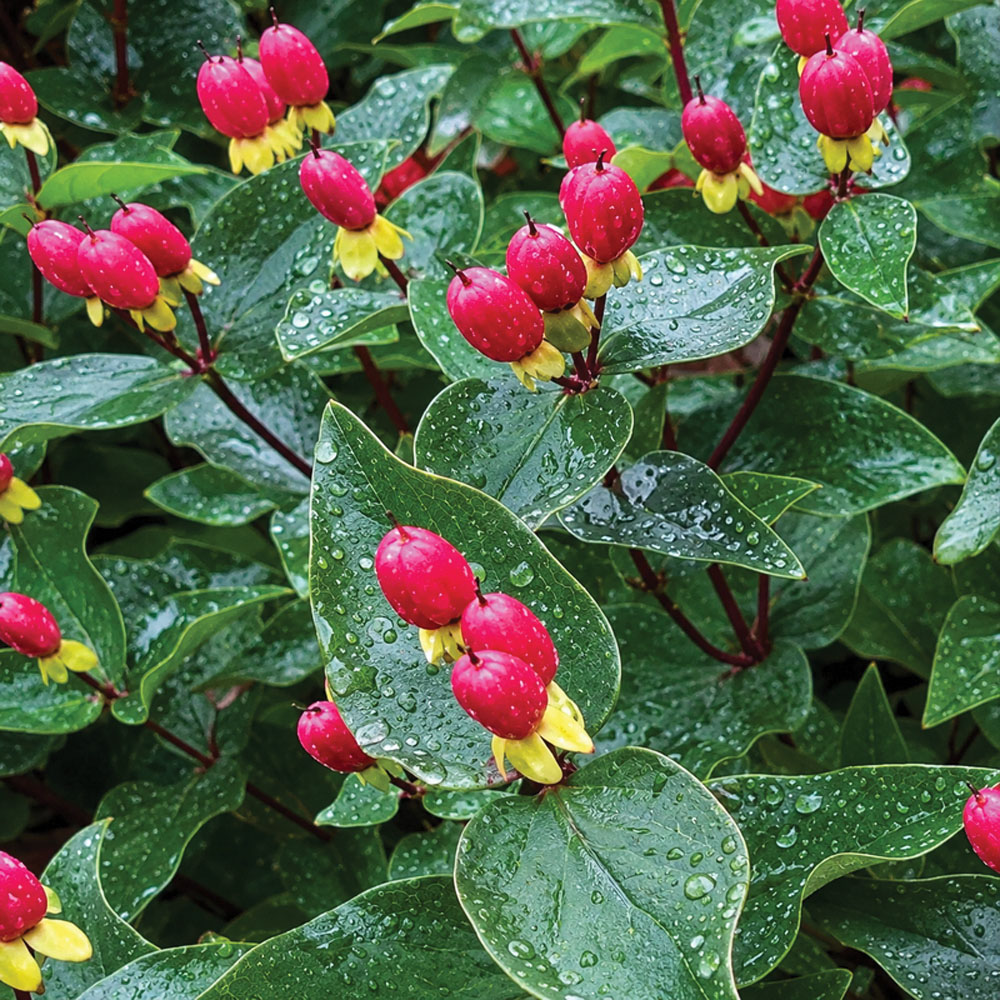Thompson & Morgan Hypericum × Inodorum Magical Impression Plant Pot 3L Image