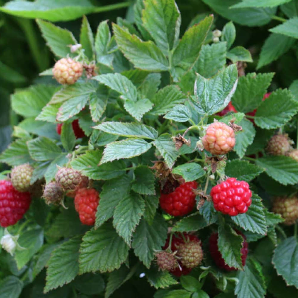 Lowland Raspberry YouGarden Raspberry Lowberry Baby Dwarf Plant in Pot 3L | Wilko