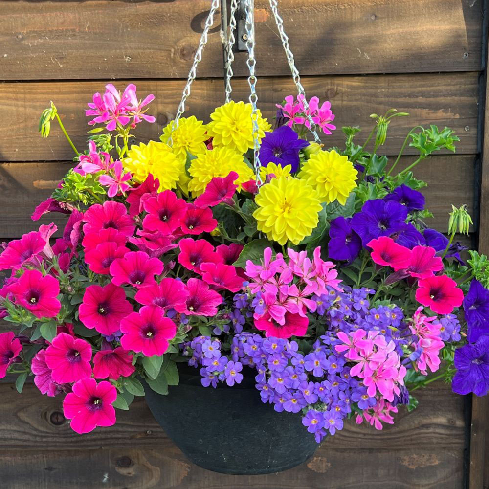 Thompson and Morgan Tutti Frutti Preplanted Hanging Basket 35cm 2 Pack Image 1