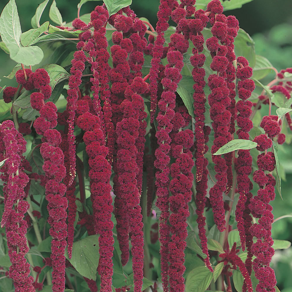 Johnsons Amaranthus Love Lies Bleeding Flower Seeds Image 1