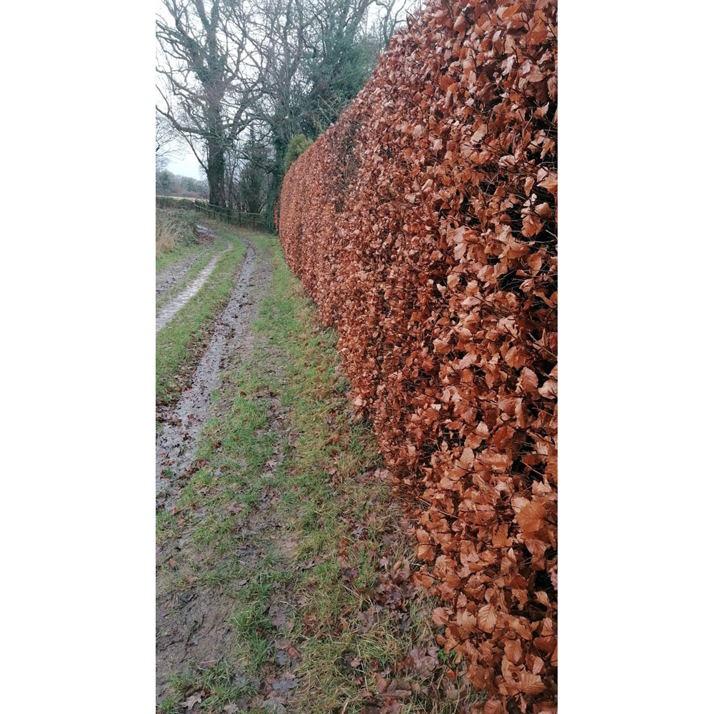 Inspirational Gifting Green Beech Semi-Evergreen Bare Root Hedge Plant Sapling 30-60cm 20 Pack Image 6