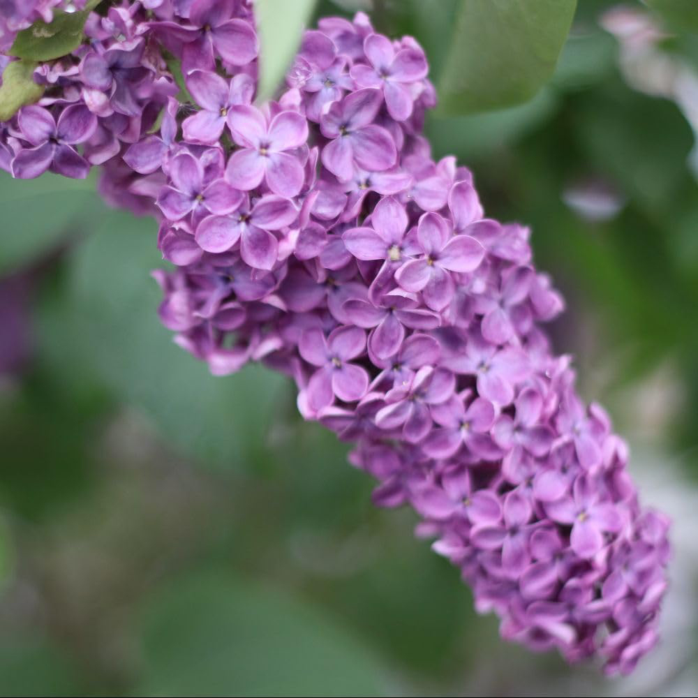 Thompson and Morgan Syringa and Chinensis Saugeana Plant Pot 4L Image