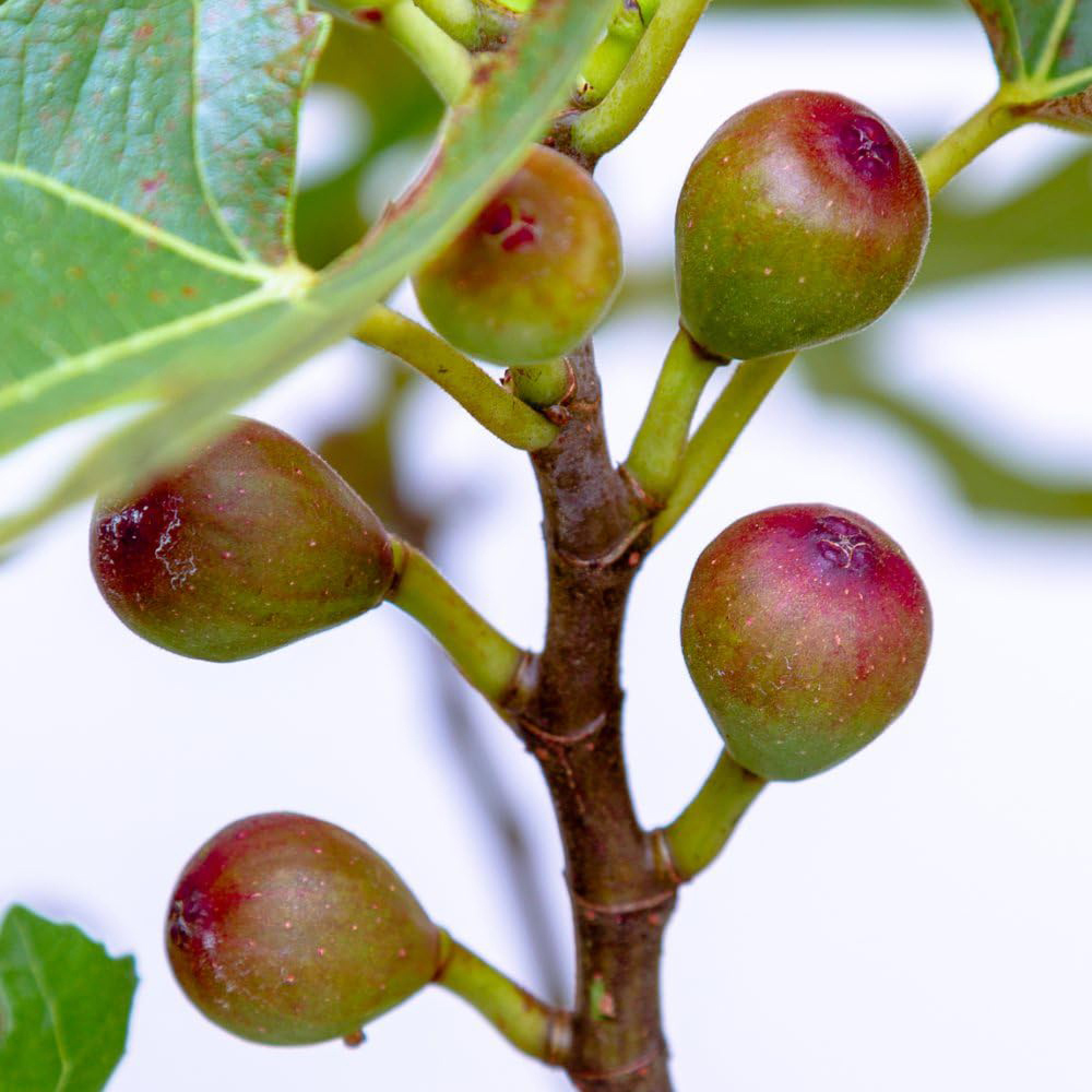 Thompson and Morgan Fruit Ficus Fig Little Miss Figgy Plant Pot 9cm 6 Pack Image 2