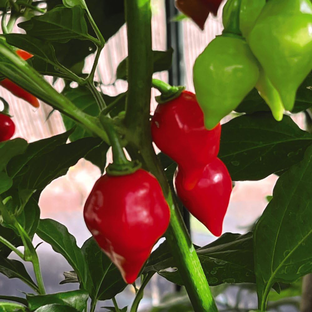 Thompson and Morgan Chilli Pepper Raging Bull Seeds Image 1