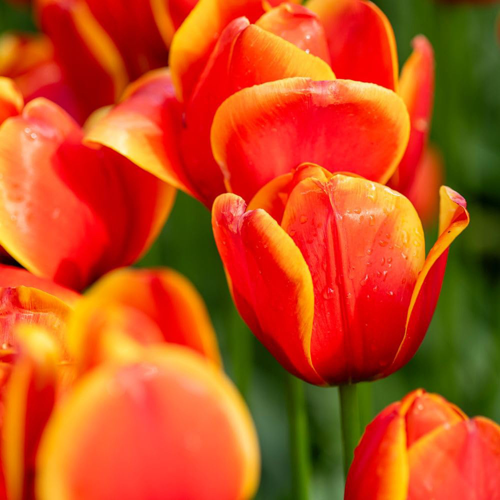 Thompson and Morgan Nurserymans Choice Tulip Planting Bulb 16 Pack Image 3