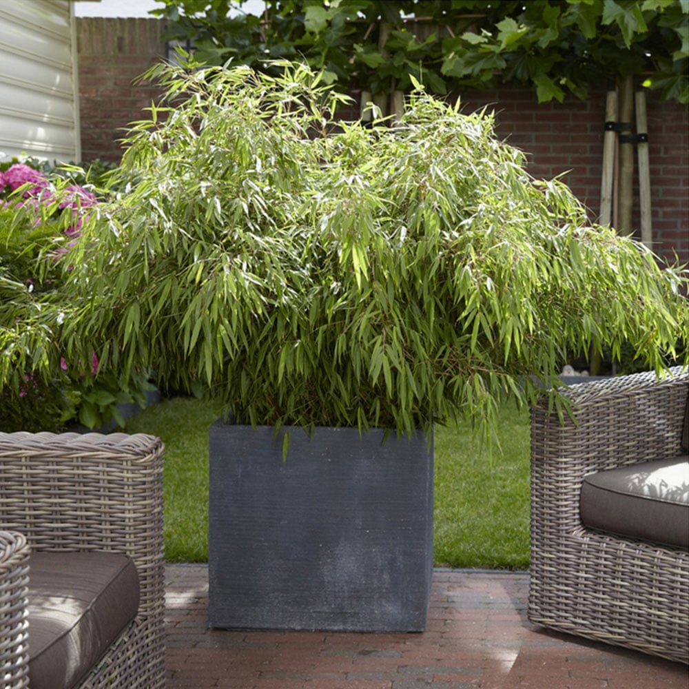 YouGarden Fargesia Rufa Plant Pot 2 Pack Image 2