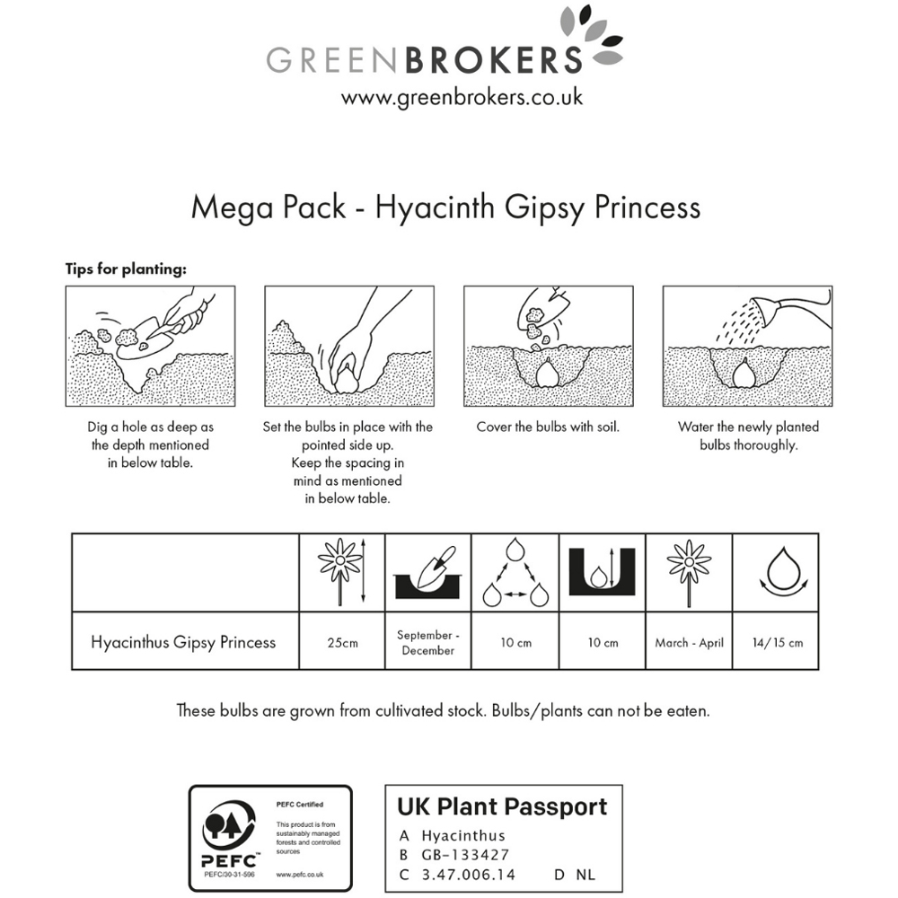 GreenBrokers Gipsy Princess Yellow Hyacinth Bee Friendly Planting Bulb 10 Pack Image 3