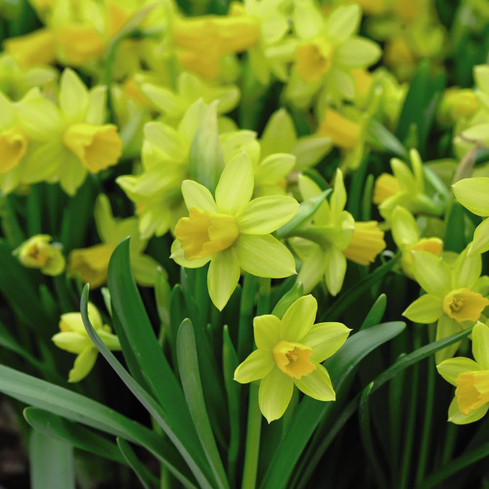 Thompson and Morgan Christmas Gift Narcissus Tete A Tete Plant in Bowl 17cm 2 Pack Image 2