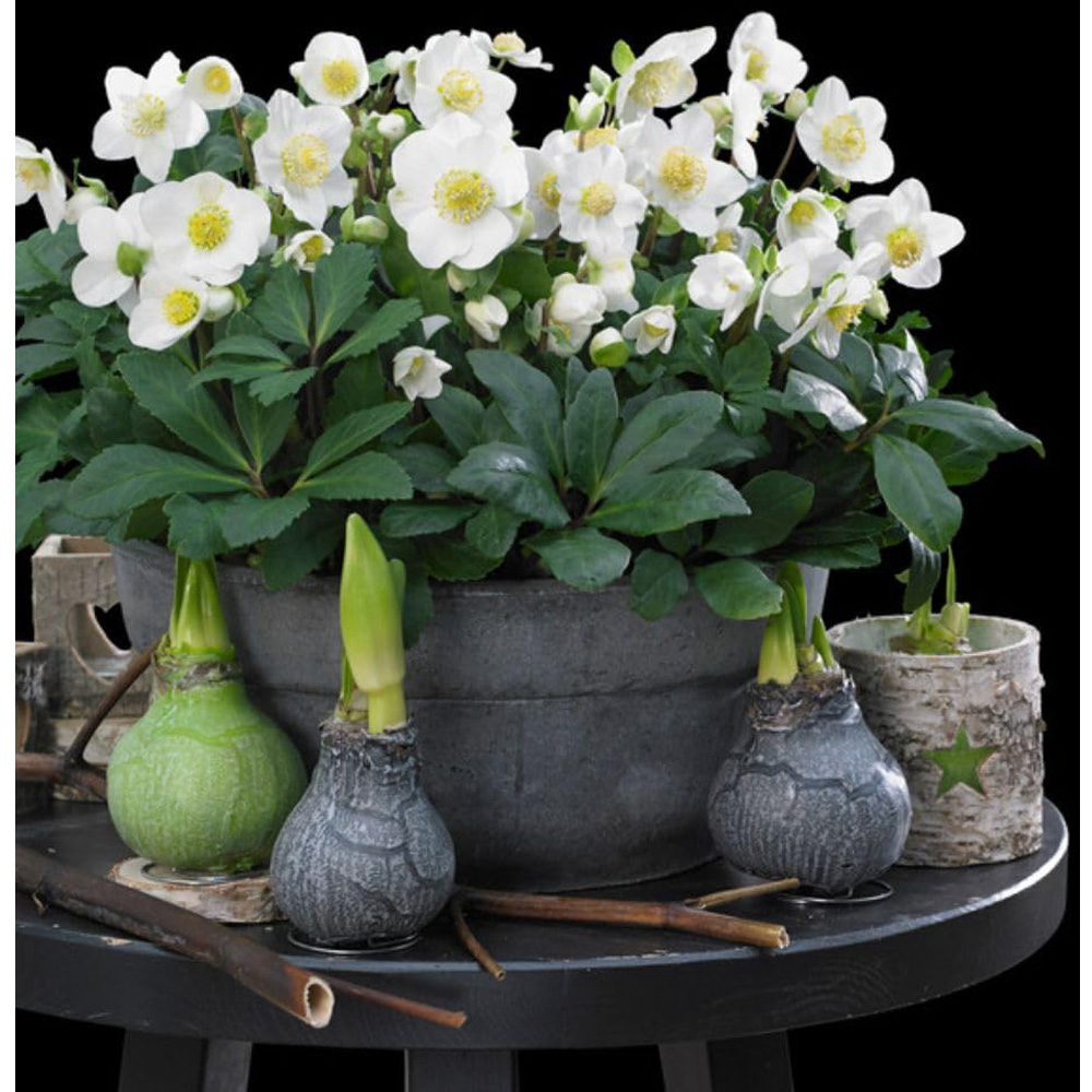 Thompson and Morgan Christmas Gift Helleborus Christmas Carol Plant Pot 12cm 3 Pack Image 7