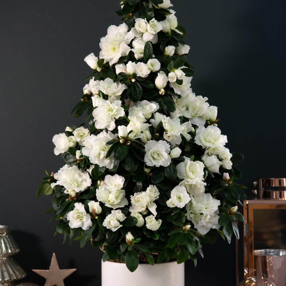Thompson and Morgan Christmas Gift Azalea White Pyramid Tree Pot 17cm 2 Pack Image