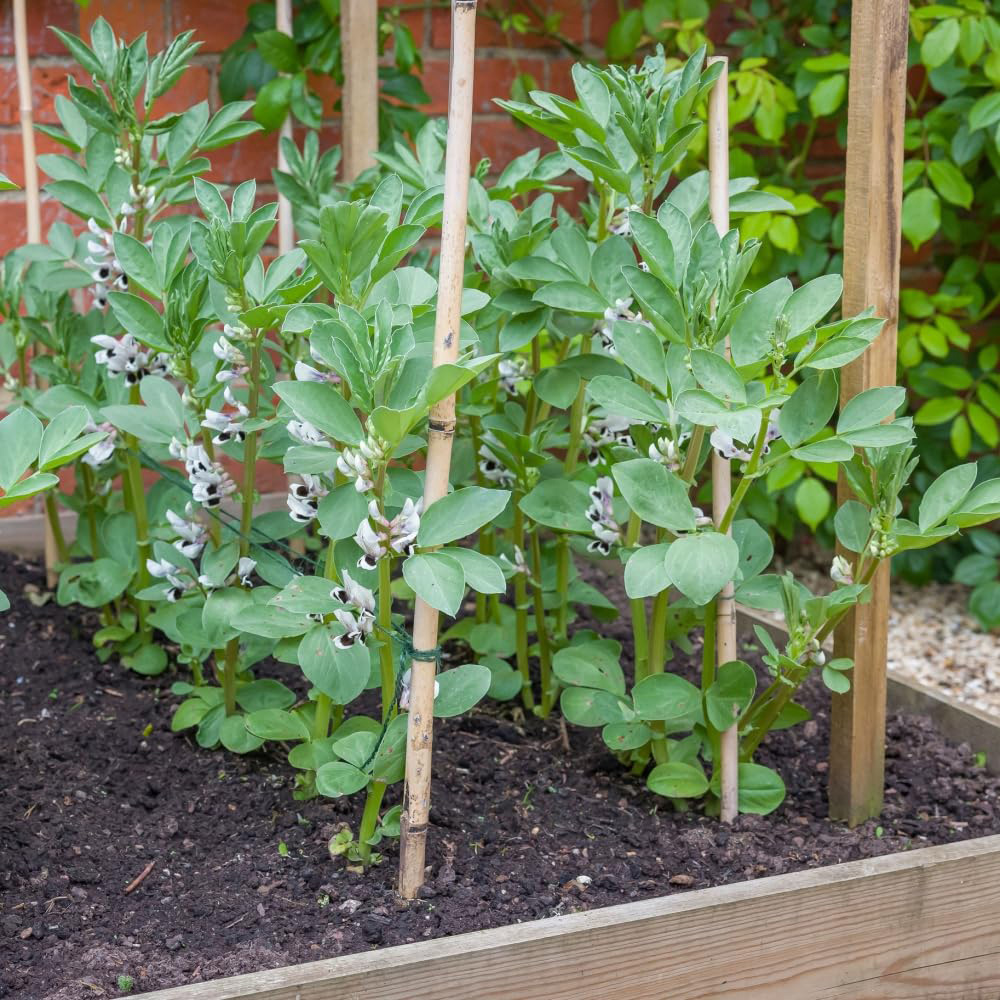 Thompson and Morgan Bean Broad The Sutton Multi Sown Garden Ready Plant 15 Pack Image 3