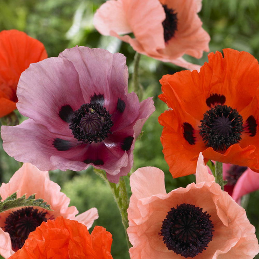 YouGarden Oriental Poppy Collection Bare Root Tree 5 Pack Image 1