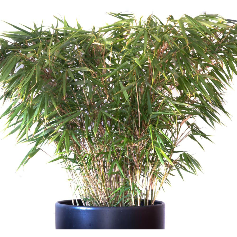 Thompson and Morgan Umbrella Bamboo Fargesia Rufa Plant Pot with Dark Grey Planter 19cm 2 Pack Image 3