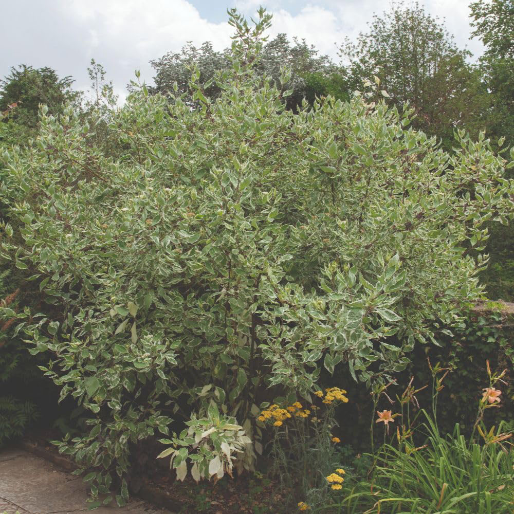 Thompson and Morgan Cornus Controversa Variegata Plant in Pot 35L Image 2