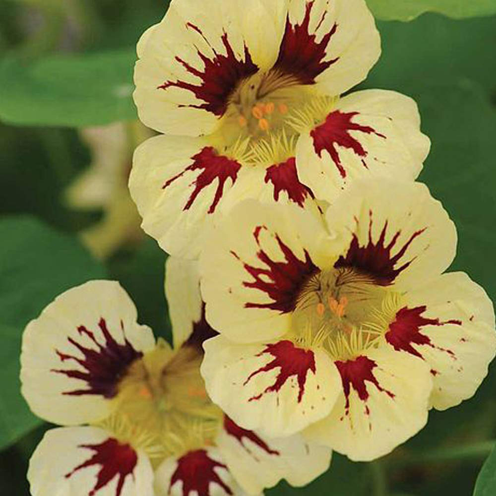 Thompson and Morgan Nasturtium Chameleon Seeds Image 3