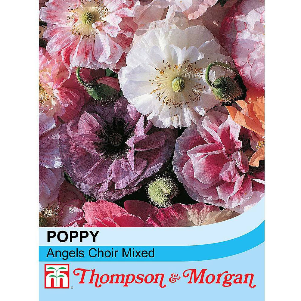 Thompson and Morgan Poppy Angels Choir Mixed Seeds Image 2