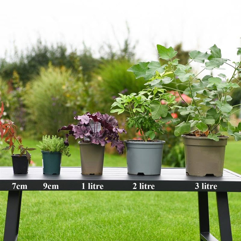 Thompson and Morgan Chamaecyparis Obtusa Melody Plant Pot 2L Image 3