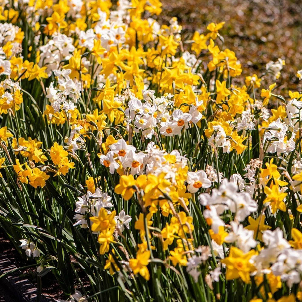 Thompson and Morgan Daffodil Mixed Collection Spring Planting Bulb 32 Pack Image 6