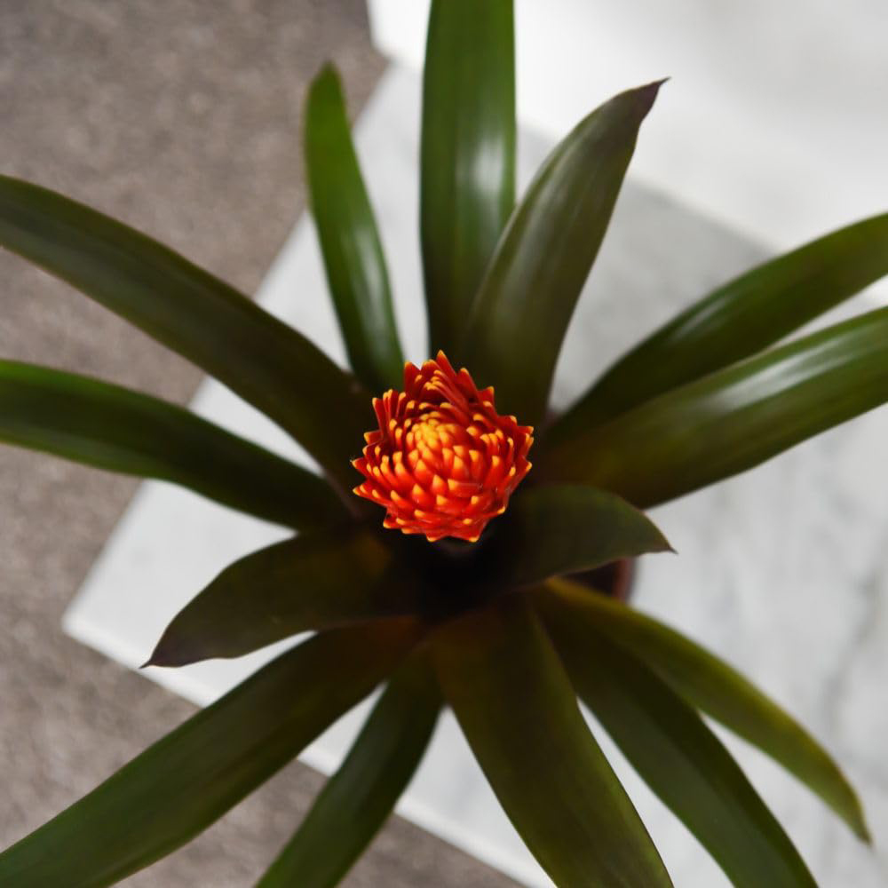 Thompson and Morgan Guzmania Tala Plant Pot 12cm 2 Pack Image 3