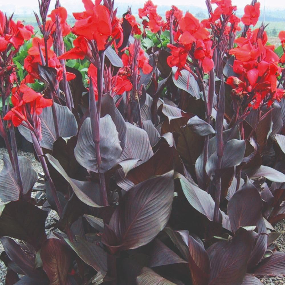 Thompson and Morgan Canna Tropicanna Black Plant Pot 4.5L Image 3
