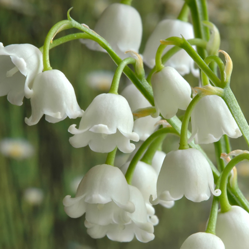wilko Lily of the Valley Convallaria Planting Pips 10 Pack Image 1