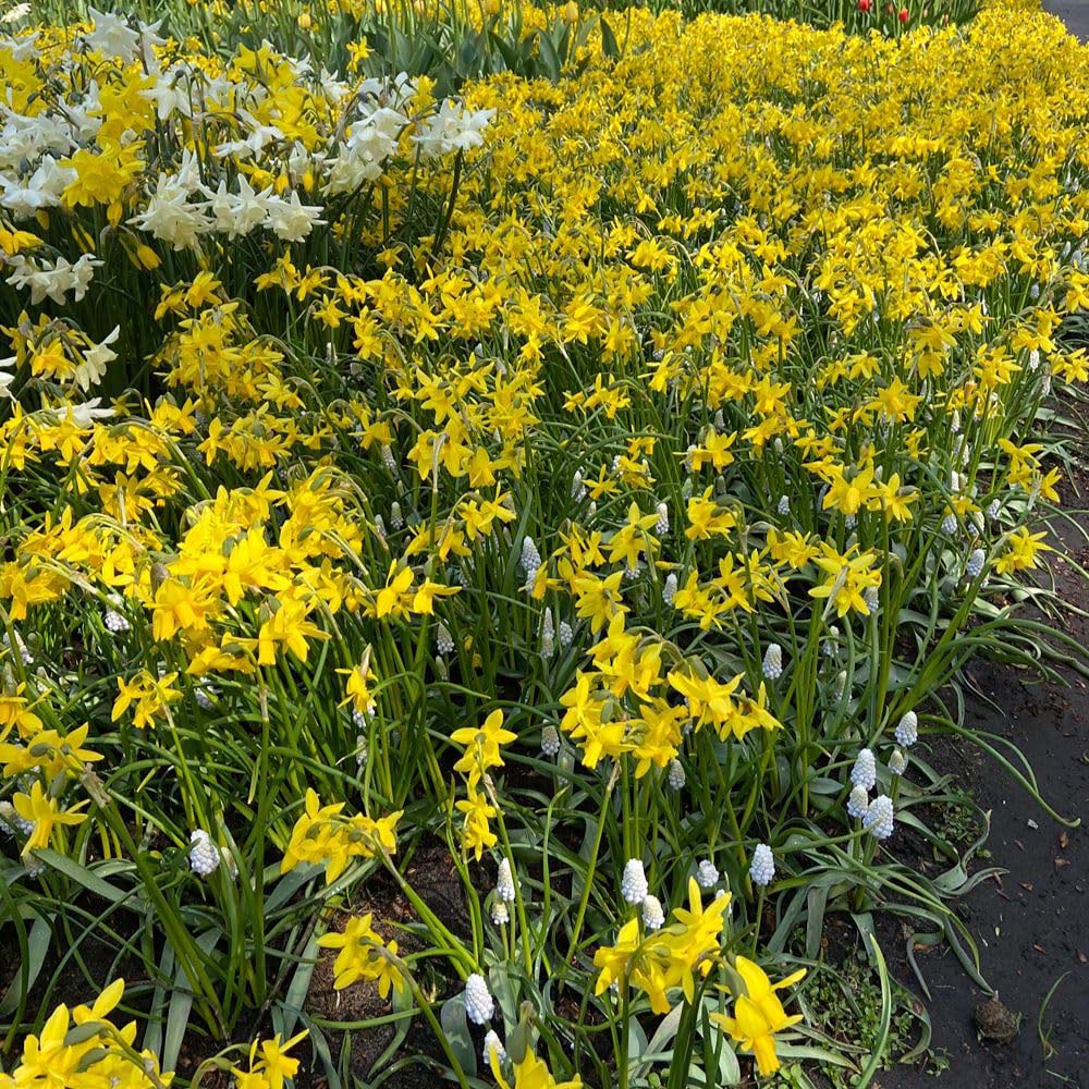 Thompson and Morgan Daffodil Tete-a-Tete Bulb 200 Pack Image 3