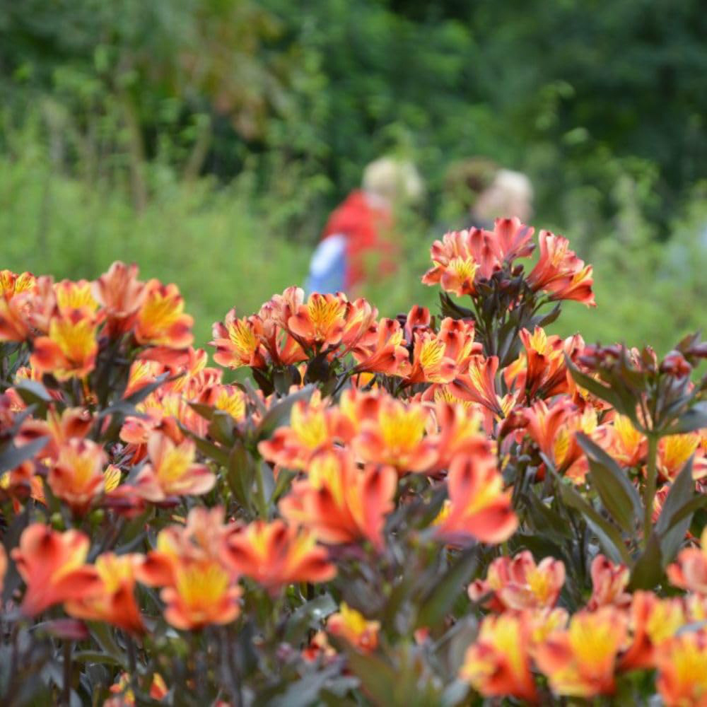 Thompson and Morgan Alstroemeria Indian Summer Jumbo Plug Plant with Sabina Grey Pot Image 3