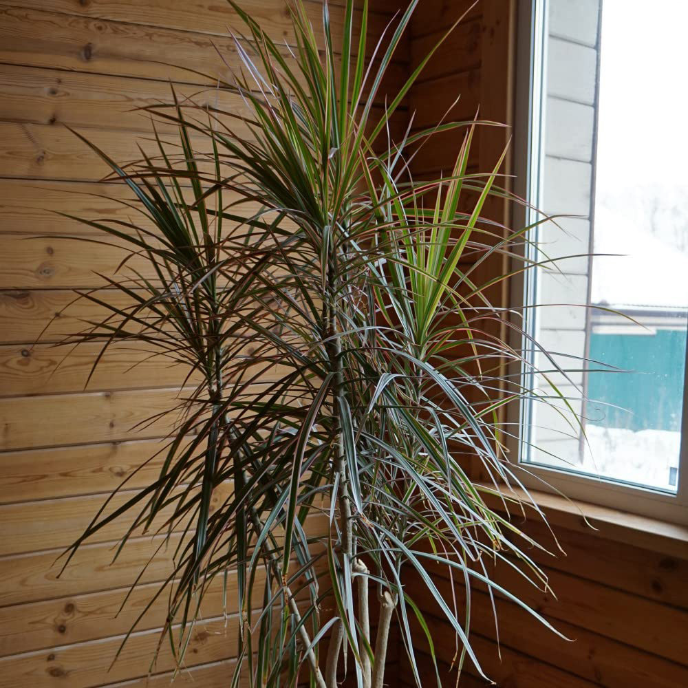 Thompson and Morgan Dracaena Marginata Bicolour Potted Plant 14cm 2 Pack Image 1