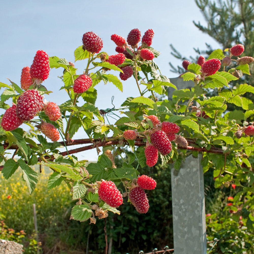 YouGarden Tayberry Plant Pot 1.7L Image 1