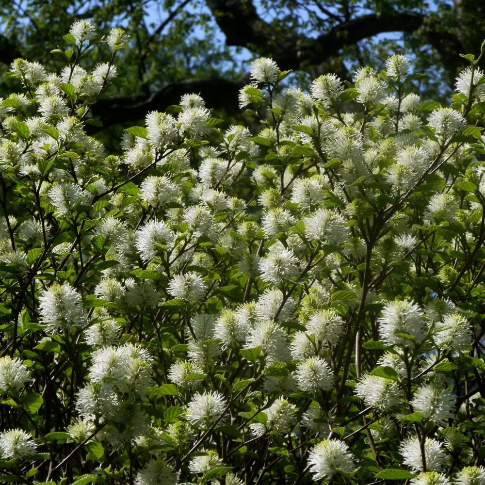 Thompson and Morgan Fothergilla Major Blue Shadow Plant Pot 3L 2 Pack Image 2
