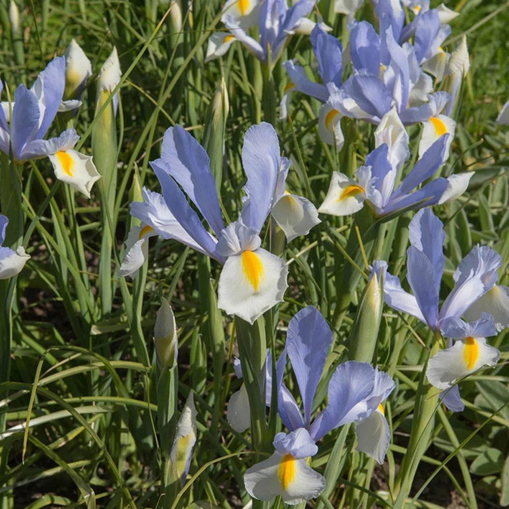 Thompson & Morgan Iris Silver Beauty Planting Blub 20 Pack Image 2