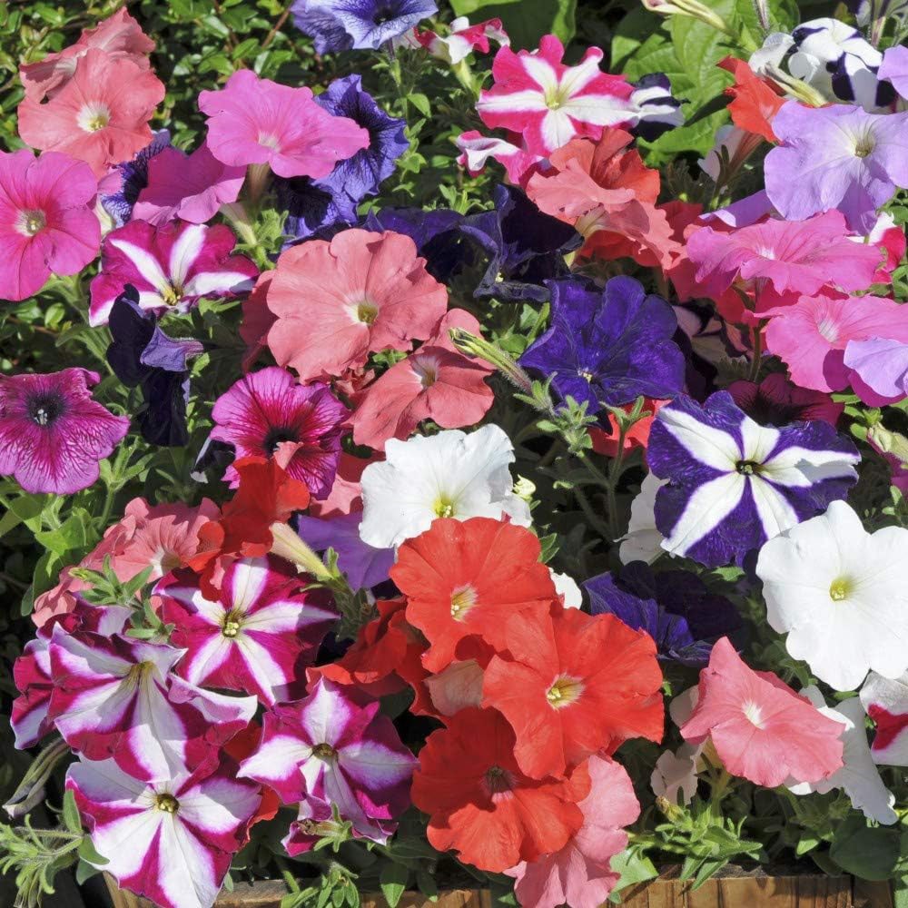 Thompson and Morgan Petunia Frenzy Mixed Plant Plug 36 Pack Image 1