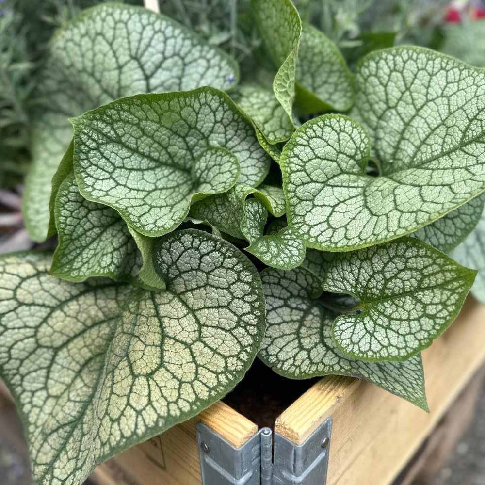 Thompson & Morgan Brunnera Jack of Diamonds Plant Pot 9cm 2 Pack Image