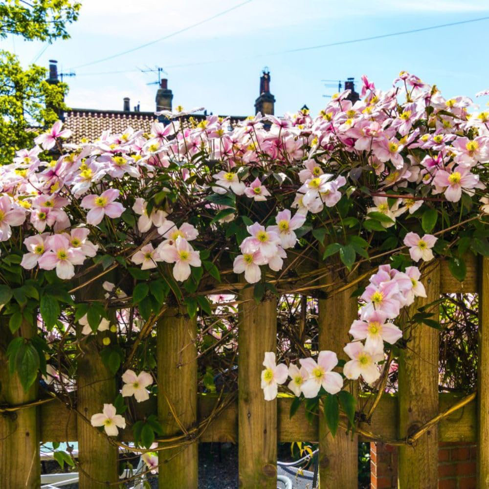 Thompson and Morgan Clematis Montana Mayleen Plant Pot 7cm 2 Pack with Tower Pot Kit Image 3