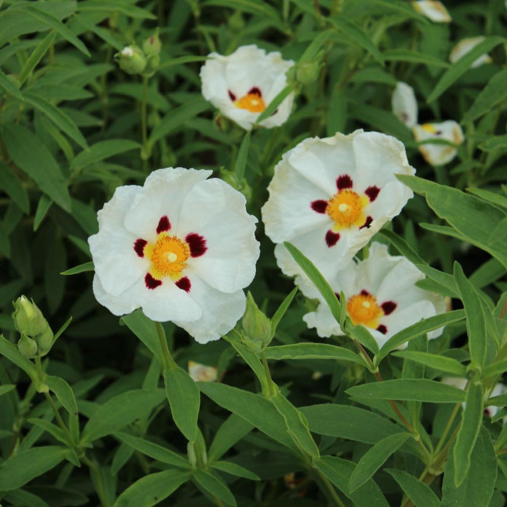 Thompson and Morgan Cistus x Purpureus Alan Fradd Plant Pot 9cm 3 Pack Image 1