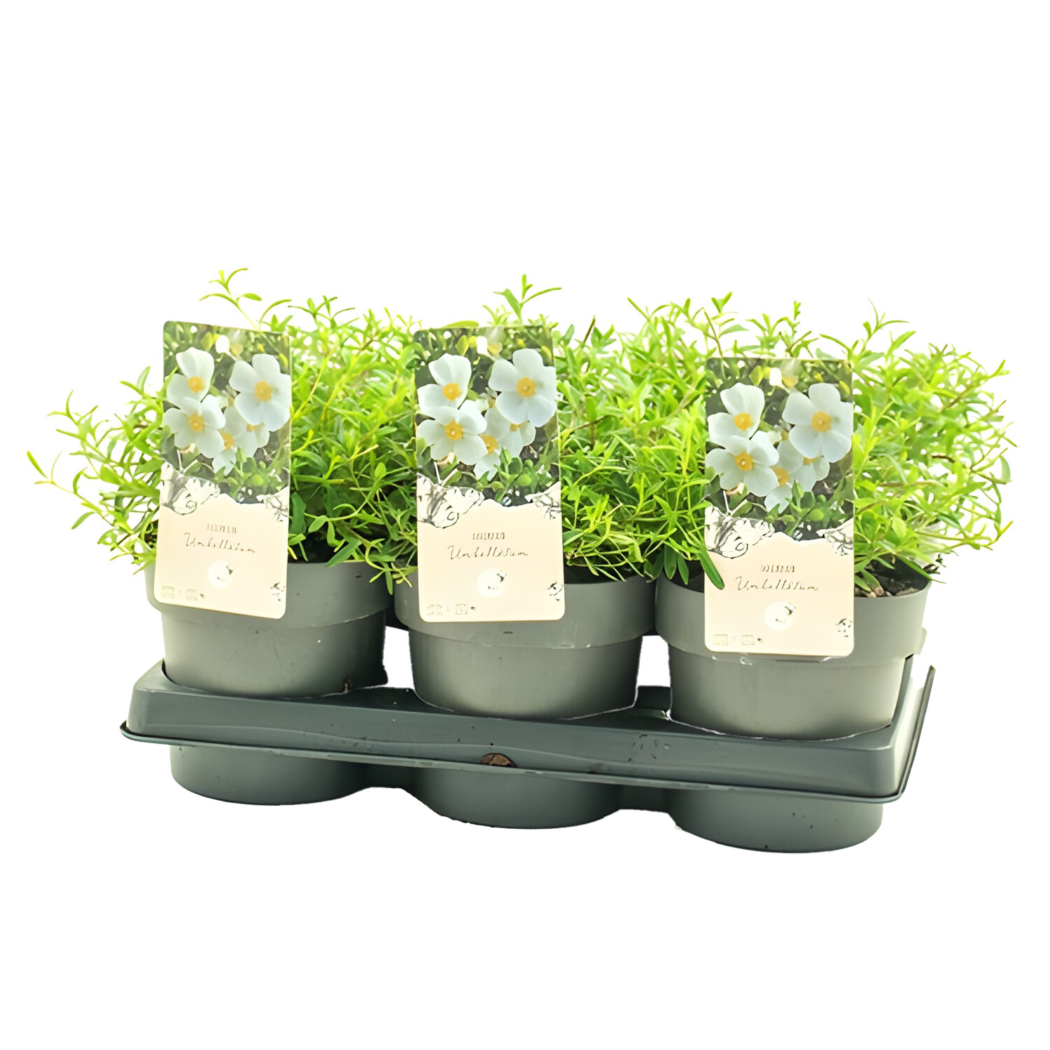 Halimium Umbellatum 15cm Image