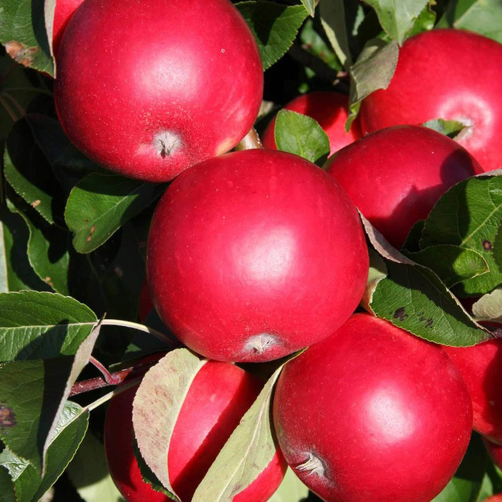 Thompson and Morgan Apple Malus Scrumptious MM106 Rootstock Plant Pot 12L Image 2