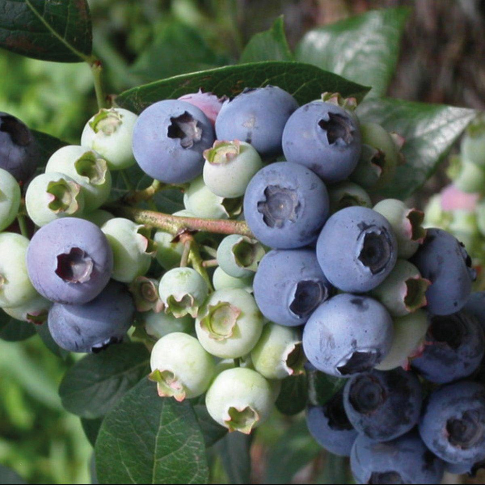 Thompson & Morgan Grow Your Own Fruit Elliott Blueberry Plant Pot 3L Image 1