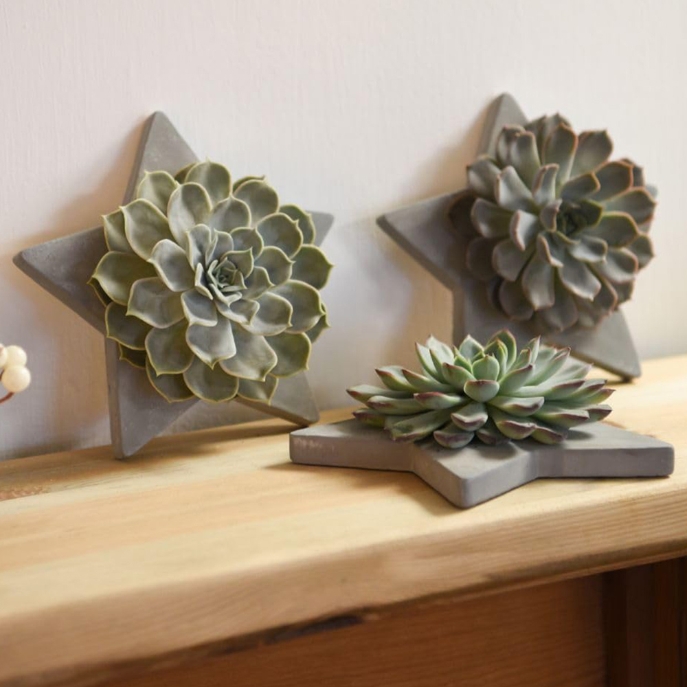 Thompson and Morgan Echeveria Mix Succulent Arrangement in Grey Star 2 Pack Image 1