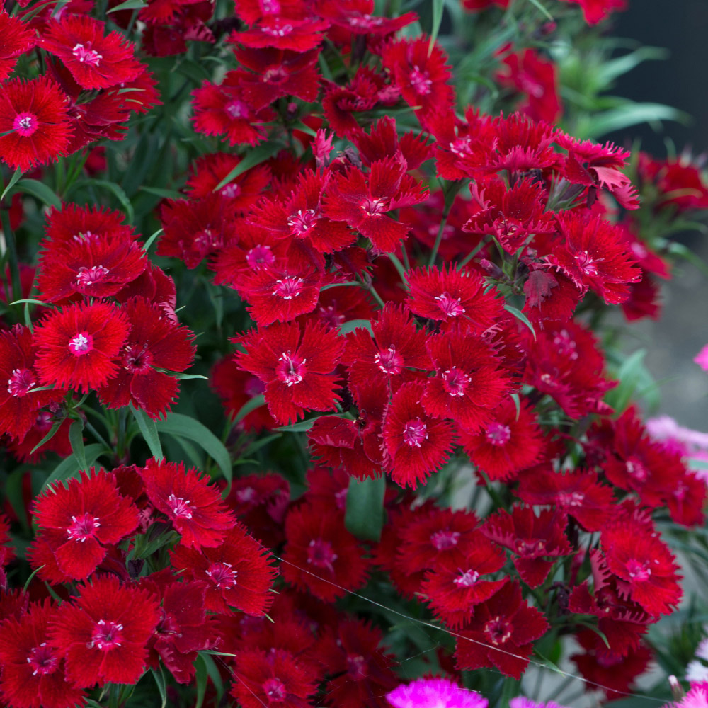 Thompson and Morgan Dianthus Pinks Rocking Red Plant Plug 12 Pack Image 1