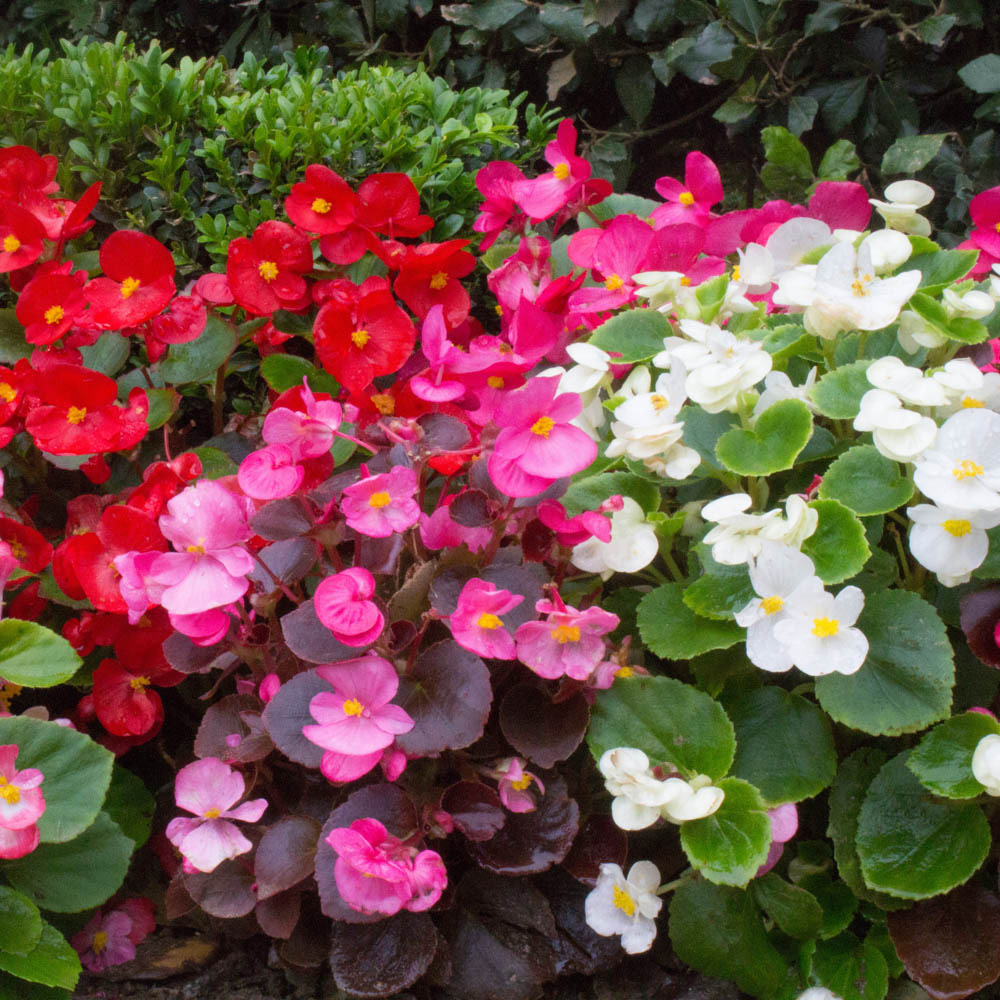 YouGarden Begonia Sahara Pro Plus Plug Plant 40 Pack Image 2
