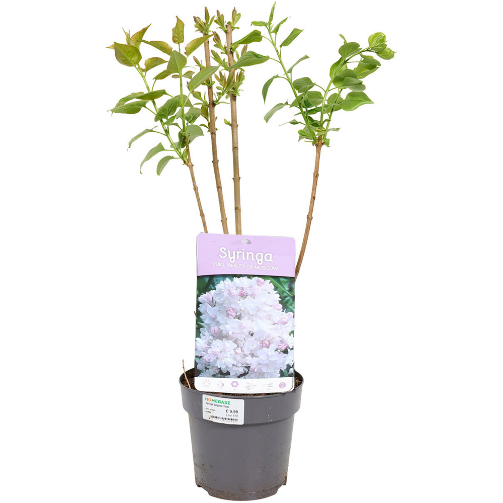 Syringa Vulgaris Plant Image 7