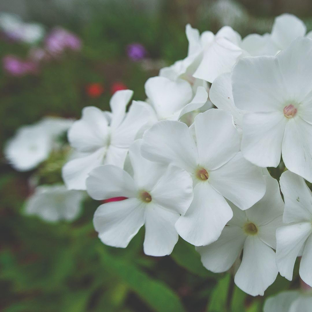Thompson and Morgan Phlox Paniculata Rembrandt Plant Pot 9cm 2 Pack Image 2