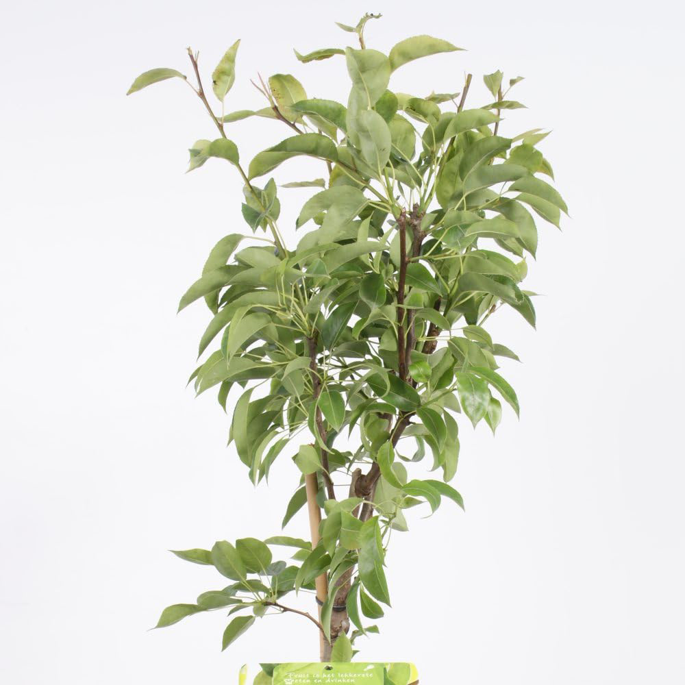 Thompson & Morgan Pear Pyrus Conference Patio Standard Quince C Potted Plant 5L 2 Pack Image 3